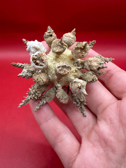 Pine Tree Urchin with Spines – Psychocidaris oshimai, 3"