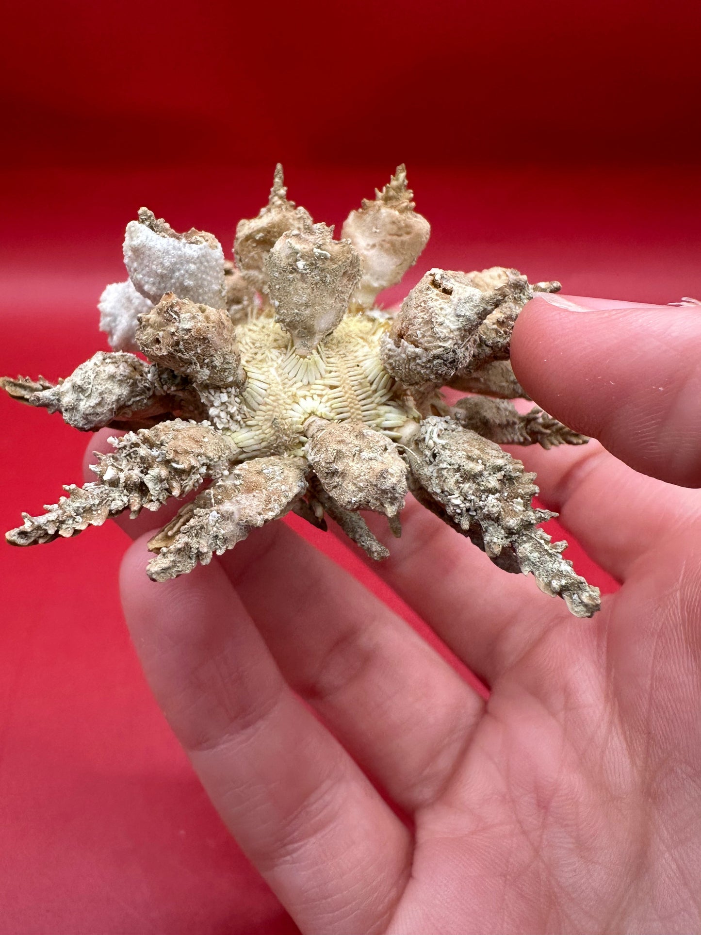 Pine Tree Urchin with Spines – Psychocidaris oshimai, 3"