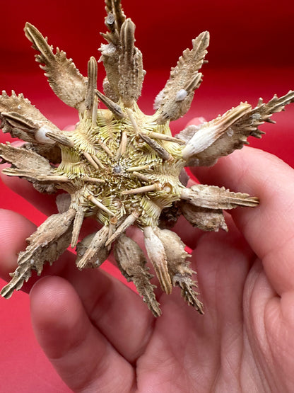 Pine Tree Urchin with Spines – Psychocidaris oshimai, 3"