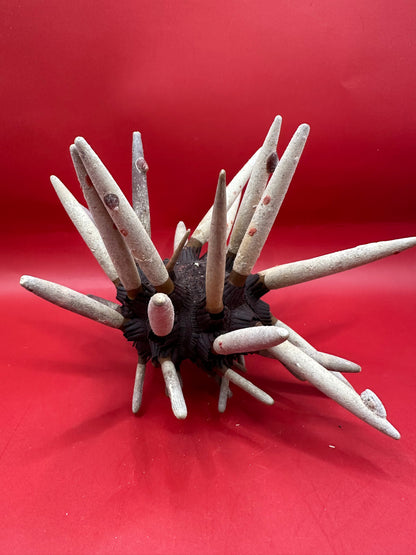 Club Urchin with Spines – Phyllacanthus parvispinus, 8"