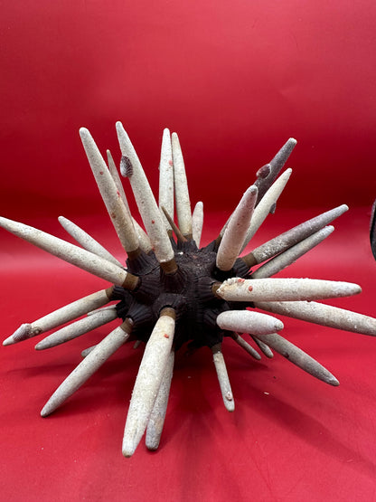 Club Urchin with Spines – Phyllacanthus parvispinus, 8"