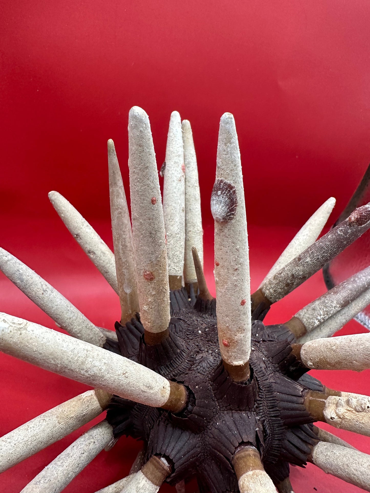 Club Urchin with Spines – Phyllacanthus parvispinus, 8"