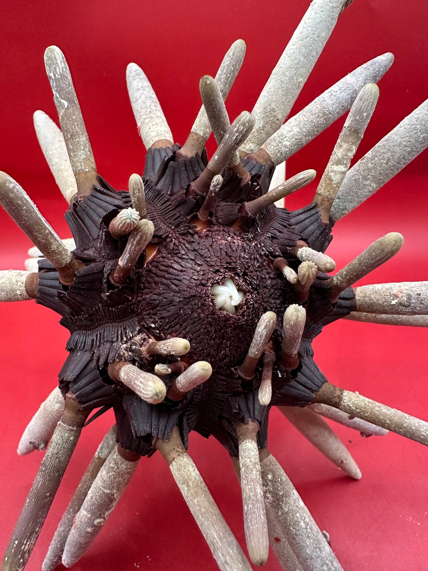 Club Urchin with Spines – Phyllacanthus parvispinus, 8"