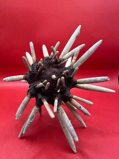 Club Urchin with Spines – Phyllacanthus parvispinus, 8"