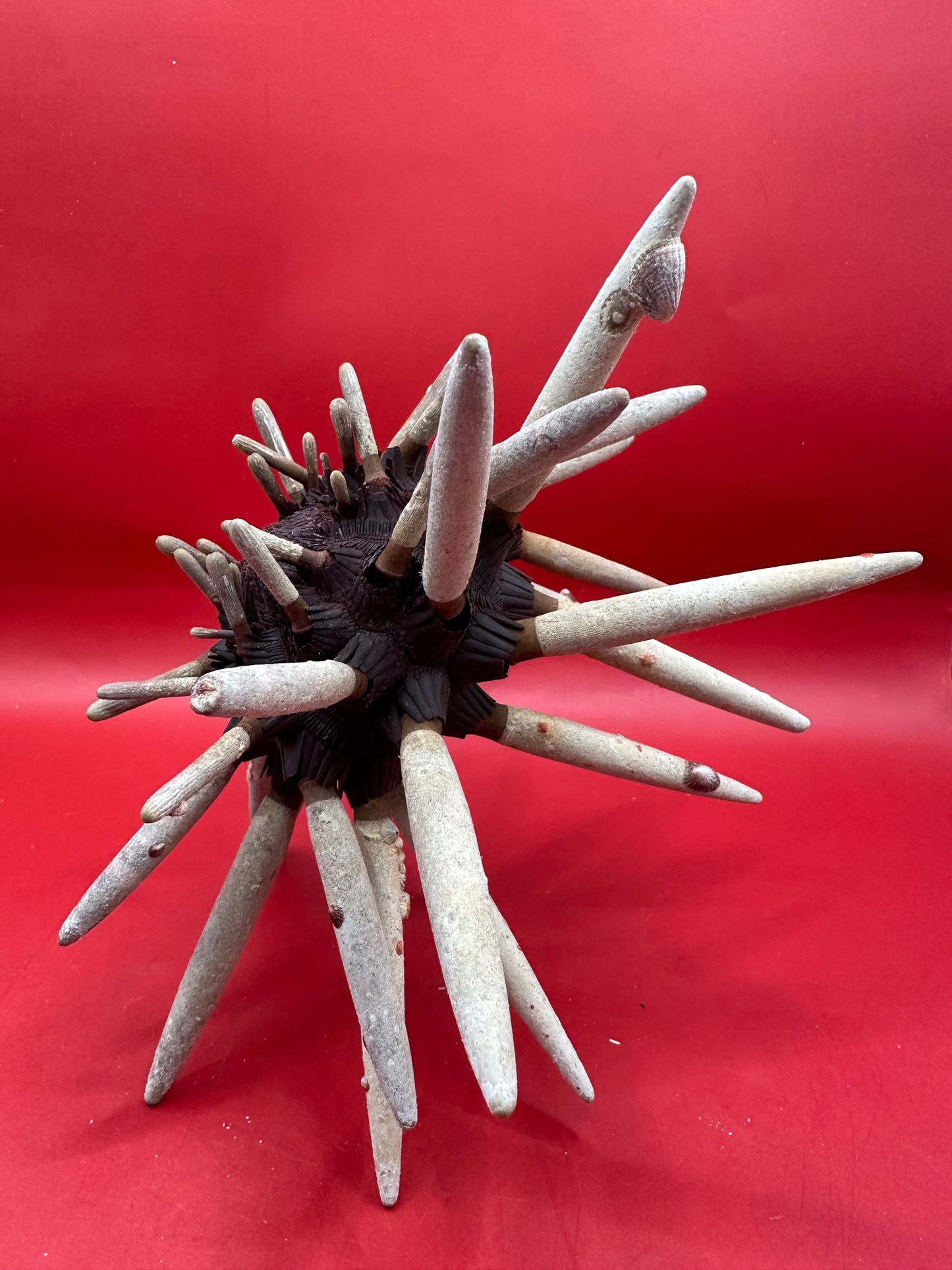 Club Urchin with Spines – Phyllacanthus parvispinus, 8"