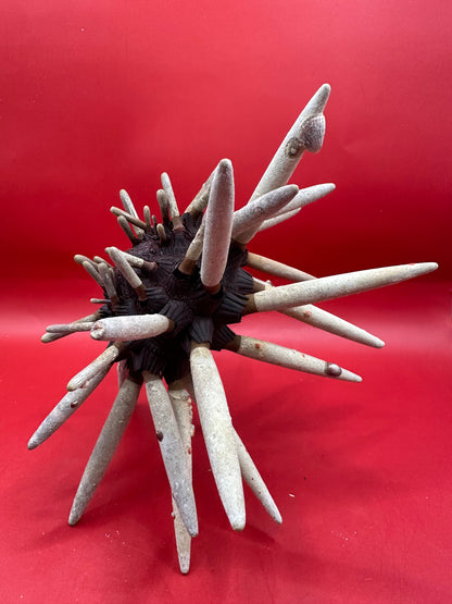 Club Urchin with Spines – Phyllacanthus parvispinus, 8"