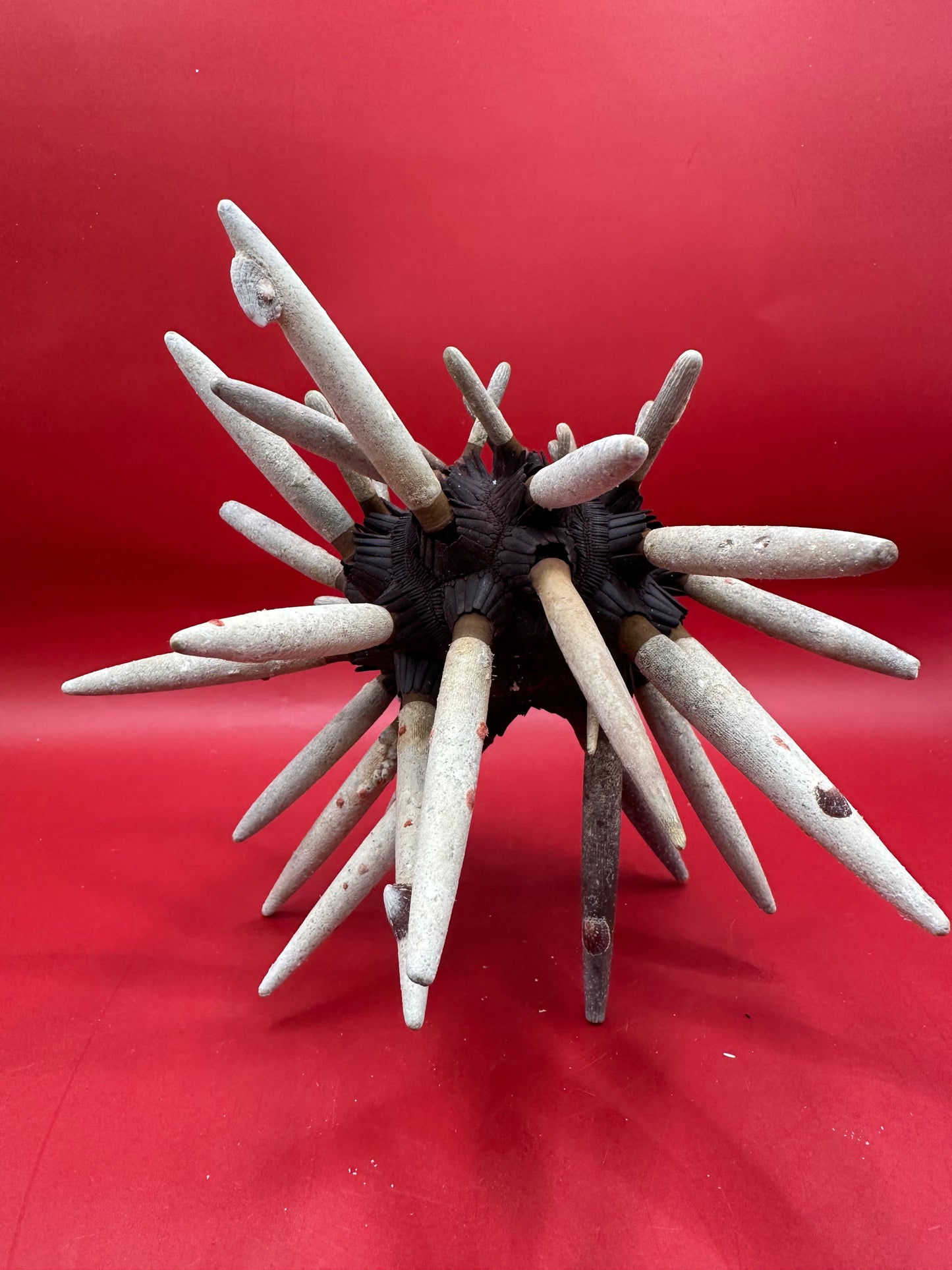 Club Urchin with Spines – Phyllacanthus parvispinus, 8"