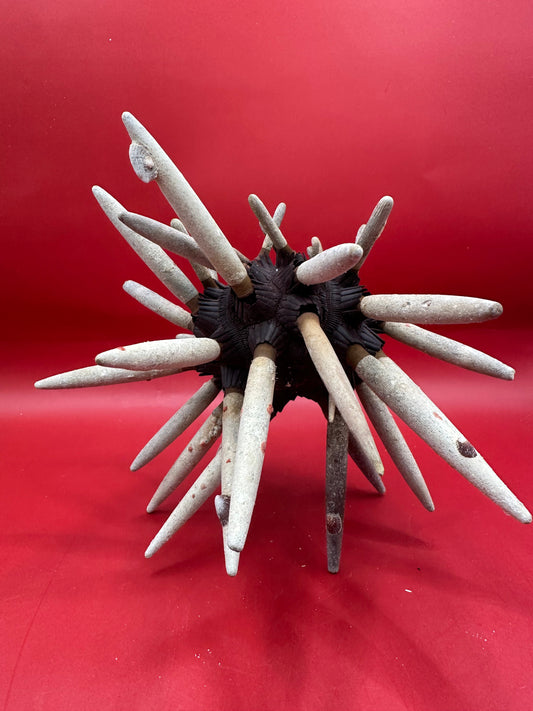 Club Urchin with Spines – Phyllacanthus parvispinus, 8"