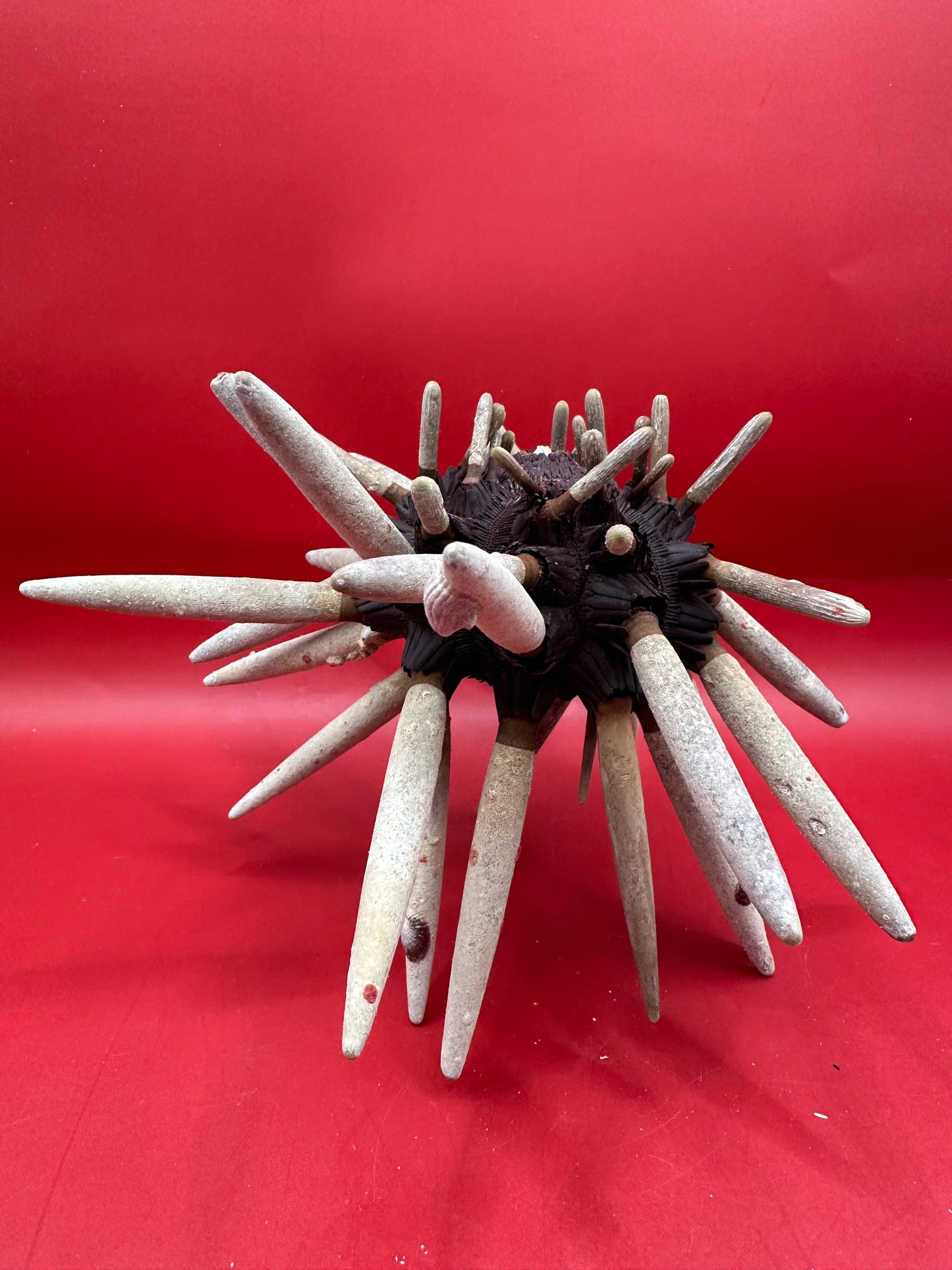 Club Urchin with Spines – Phyllacanthus parvispinus, 8"
