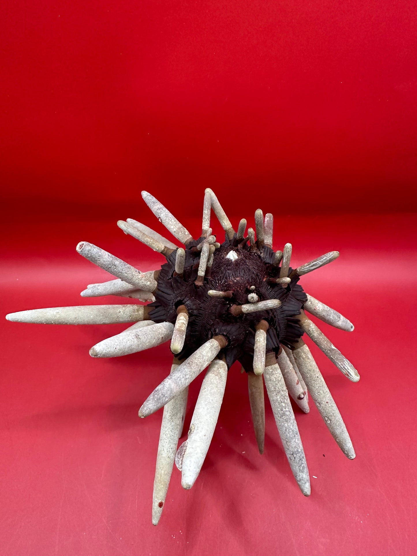 Club Urchin with Spines – Phyllacanthus parvispinus, 8"