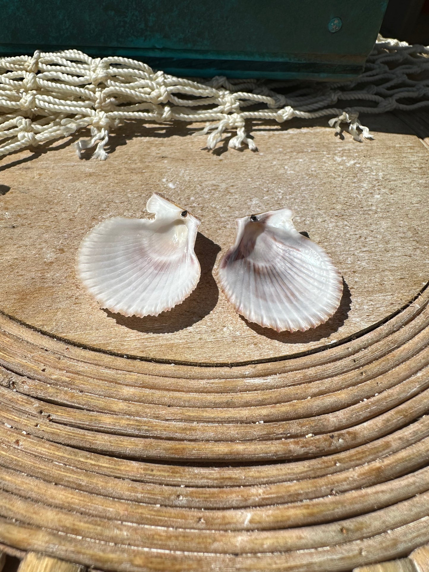 Mimachlamy gloriosa Pair