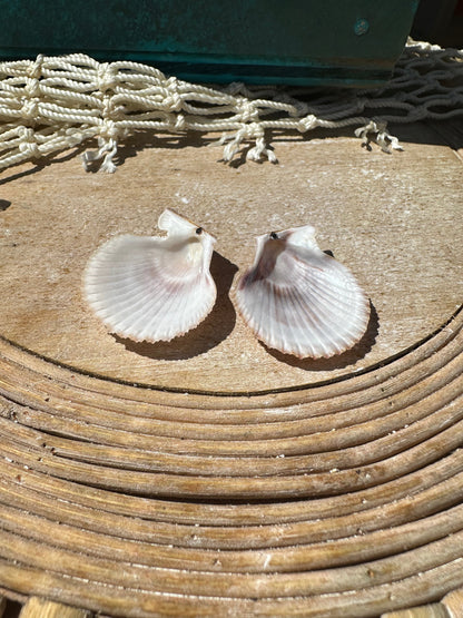 Mimachlamy gloriosa Pair