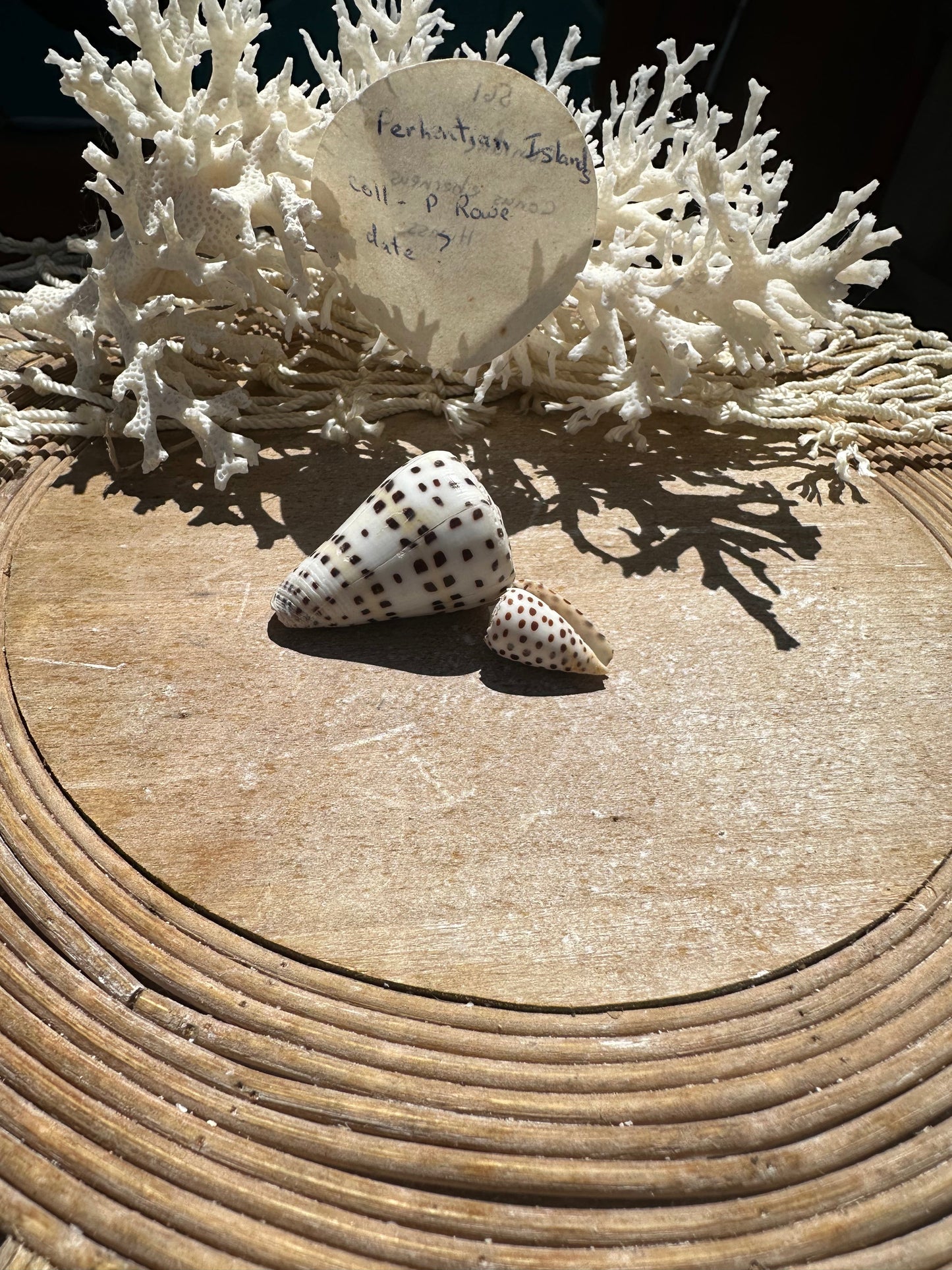 Ivory Cone- Set of 2 with Documentation Perhentian Island