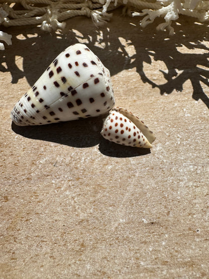 Ivory Cone- Set of 2 with Documentation Perhentian Island