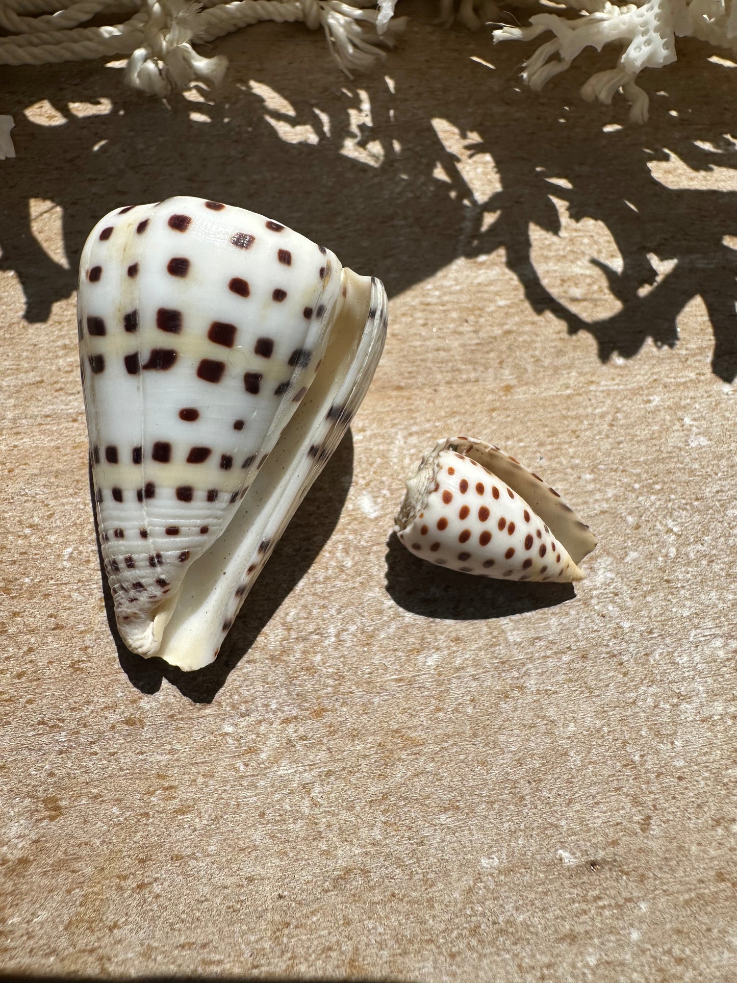 Ivory Cone- Set of 2 with Documentation Perhentian Island