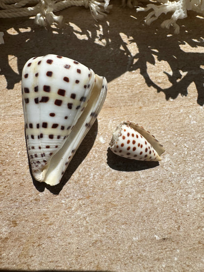 Ivory Cone- Set of 2 with Documentation Perhentian Island