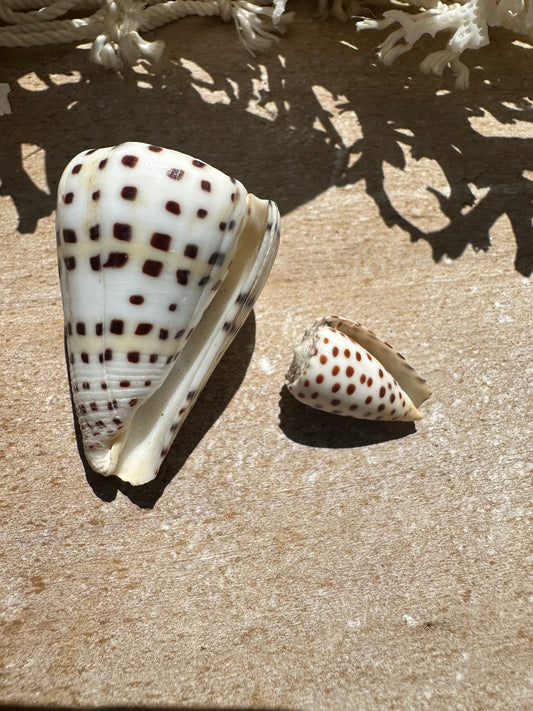 Ivory Cone- Set of 2 with Documentation Perhentian Island