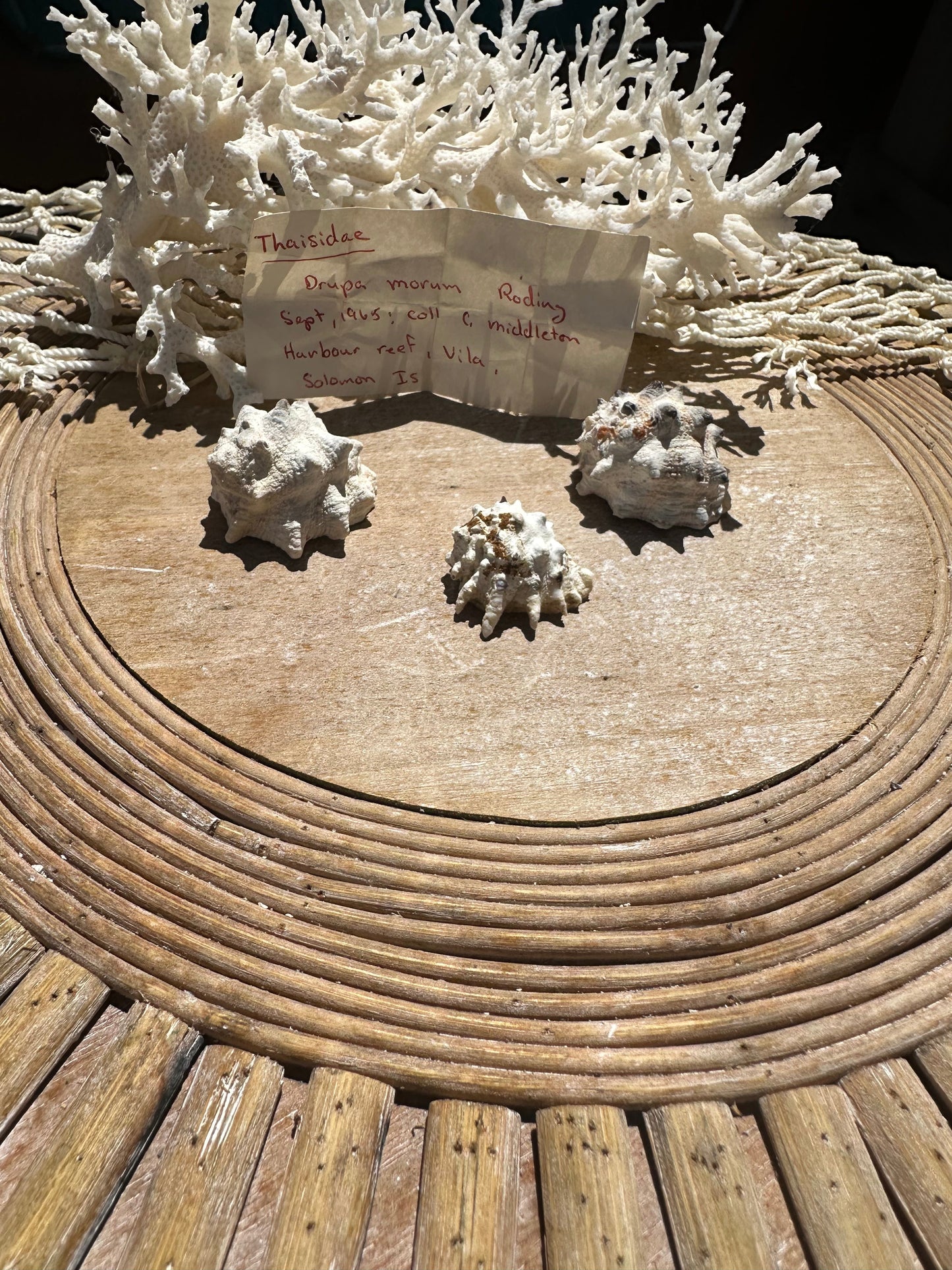 Drupa morum Trio with vintage Documentation collected 1965 C Middleton Harbour Reef, Vila, Solomon Islands