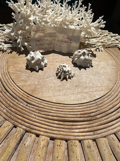 Drupa morum Trio with vintage Documentation collected 1965 C Middleton Harbour Reef, Vila, Solomon Islands