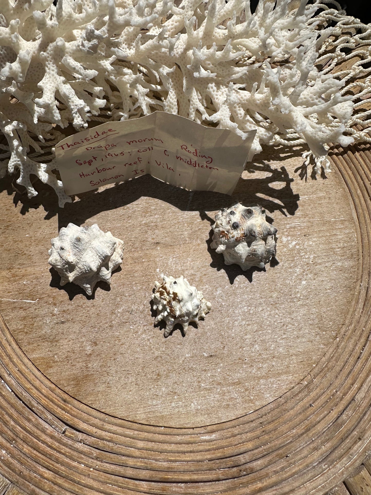 Drupa morum Trio with vintage Documentation collected 1965 C Middleton Harbour Reef, Vila, Solomon Islands