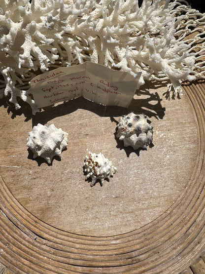 Drupa morum Trio with vintage Documentation collected 1965 C Middleton Harbour Reef, Vila, Solomon Islands