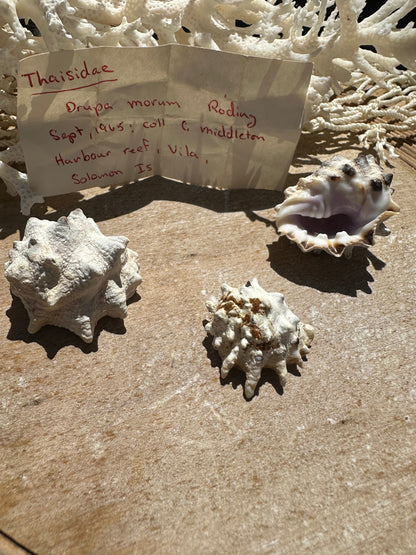 Drupa morum Trio with vintage Documentation collected 1965 C Middleton Harbour Reef, Vila, Solomon Islands