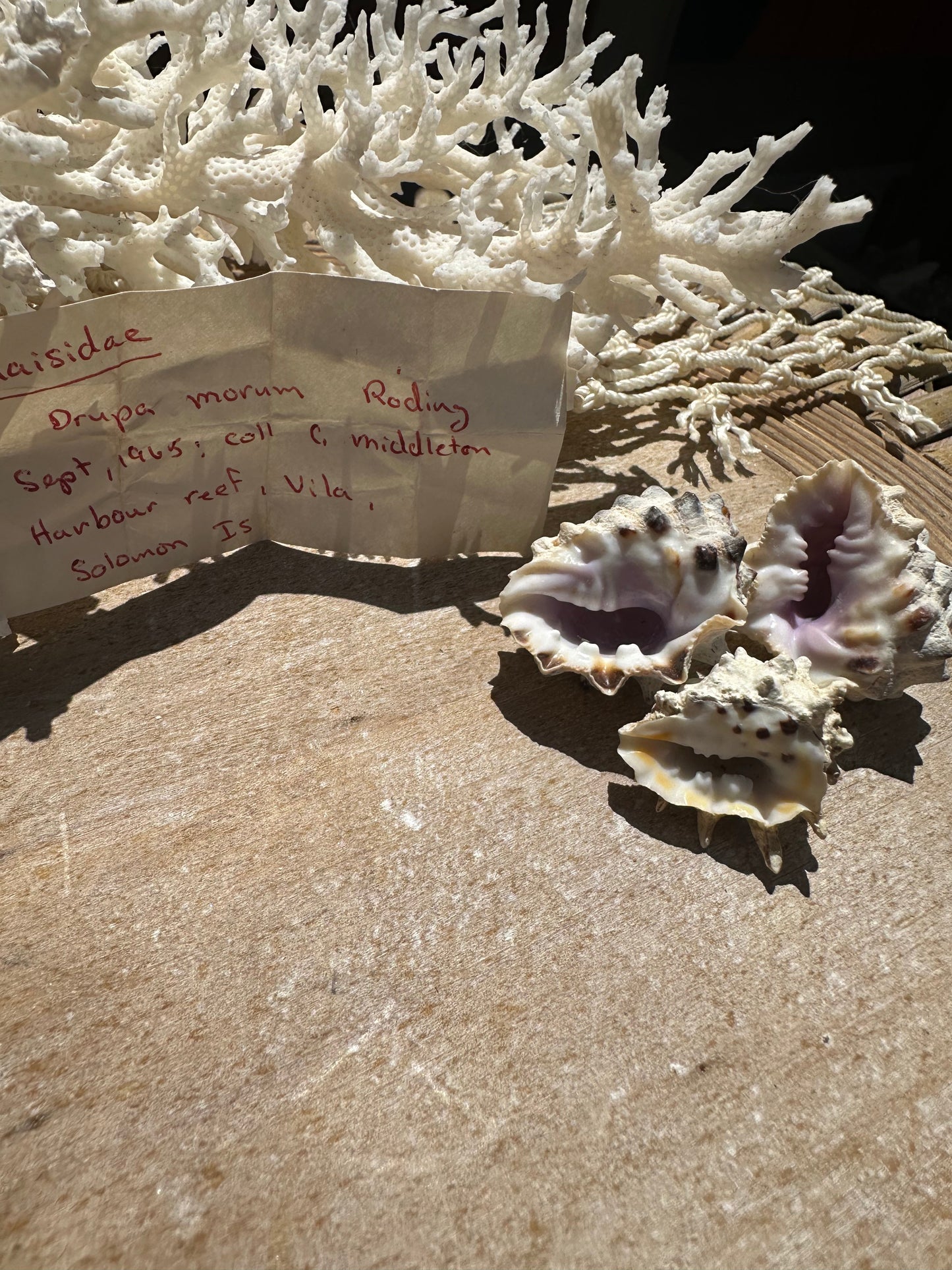 Drupa morum Trio with vintage Documentation collected 1965 C Middleton Harbour Reef, Vila, Solomon Islands