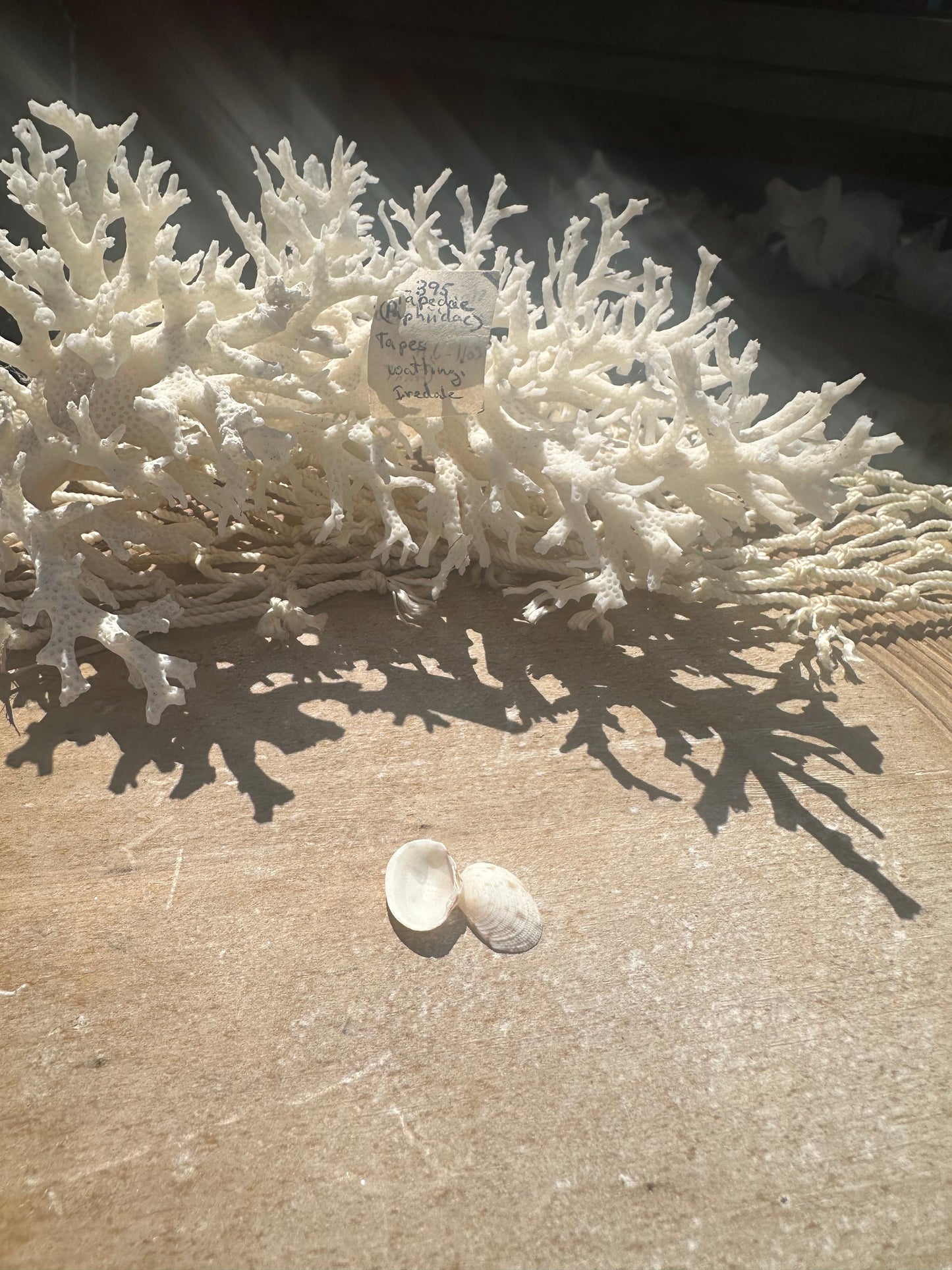 Mini Tapes conspersus Shell Pair with Documentation – Small Matched Display Shells