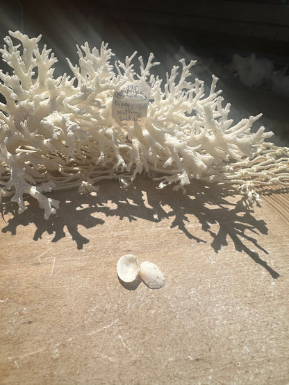 Mini Tapes conspersus Shell Pair with Documentation – Small Matched Display Shells