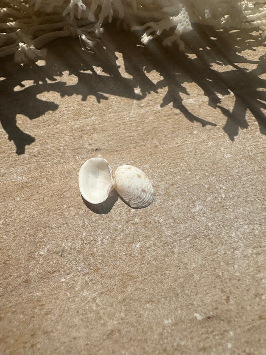 Mini Tapes conspersus Shell Pair with Documentation – Small Matched Display Shells