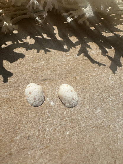 Mini Tapes conspersus Shell Pair with Documentation – Small Matched Display Shells