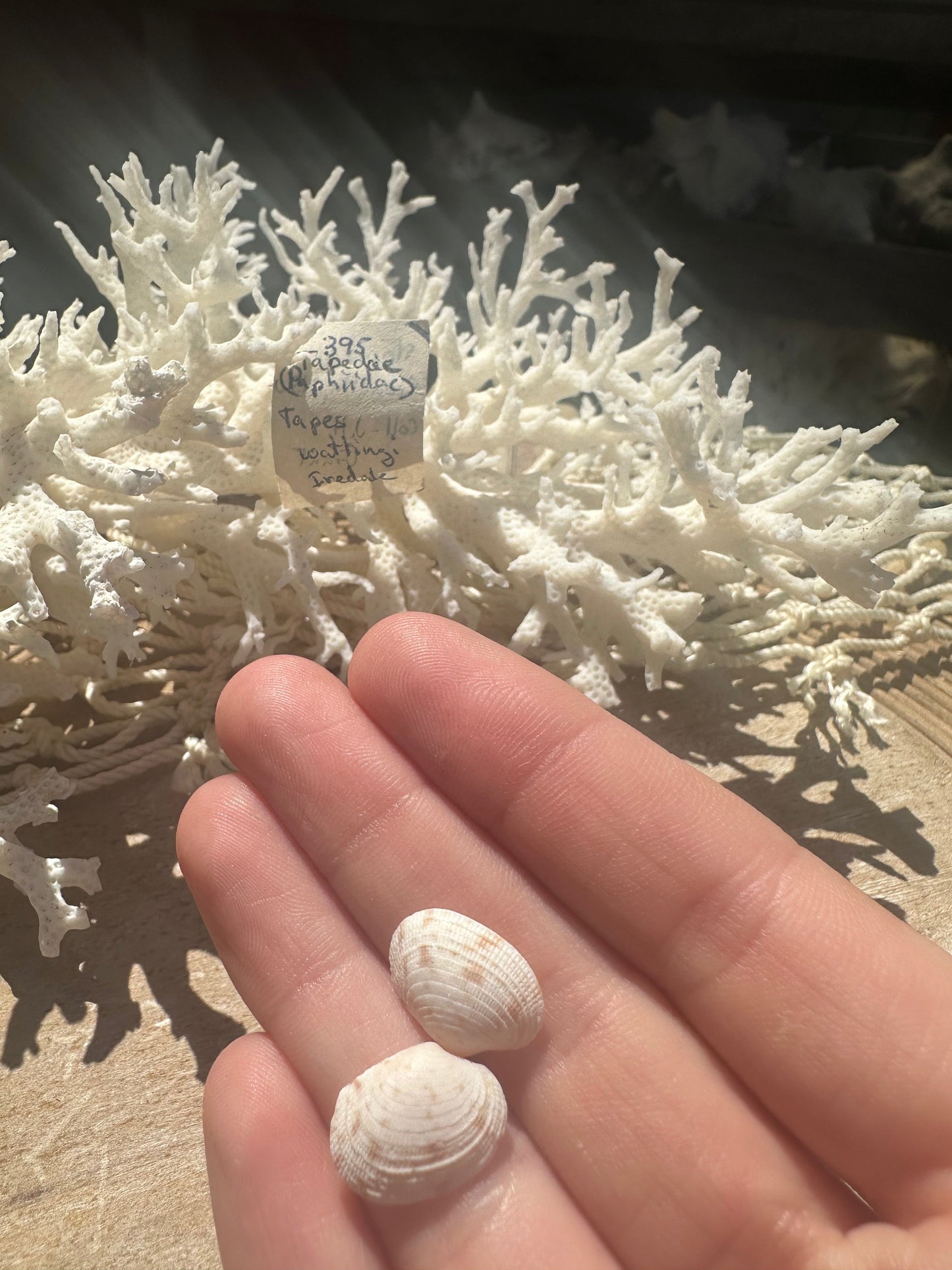 Mini Tapes conspersus Shell Pair with Documentation – Small Matched Display Shells