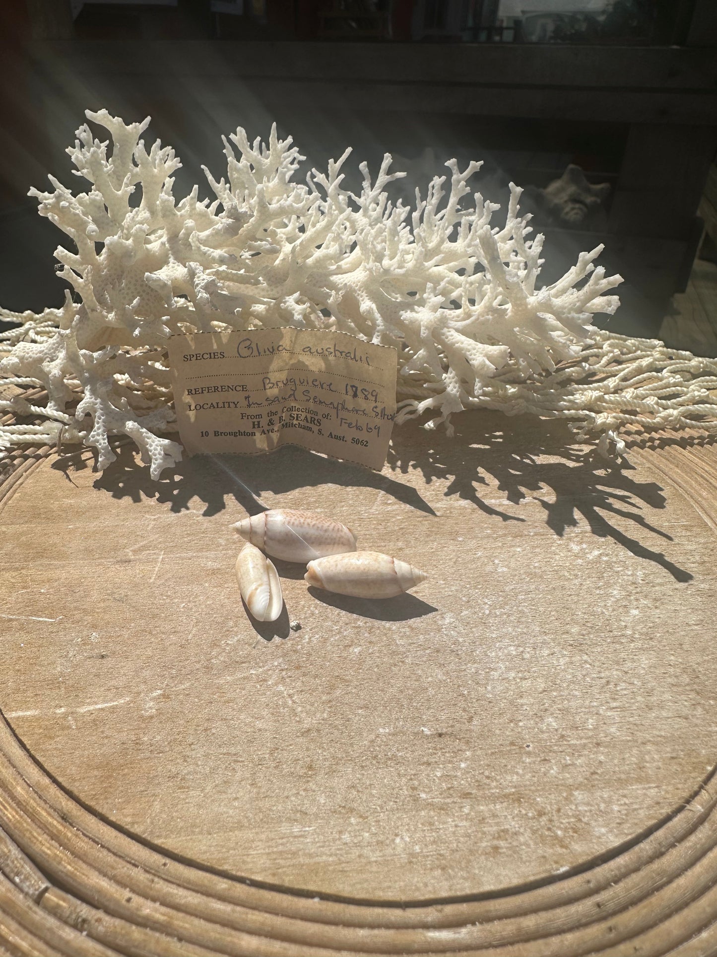 Oliva australis Trio with 1969 Documentation – Vintage Display Shells