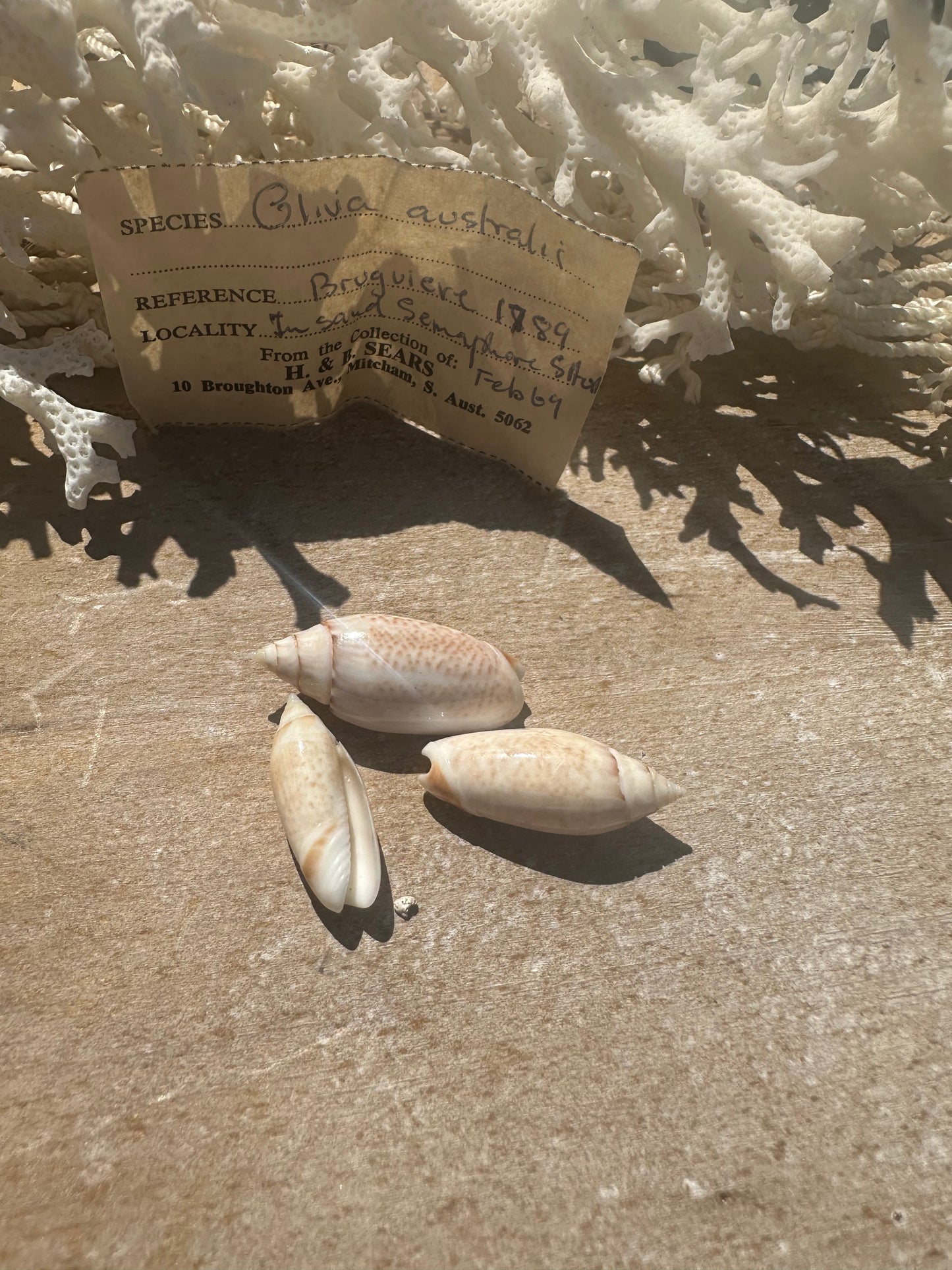 Oliva australis Trio with 1969 Documentation – Vintage Display Shells