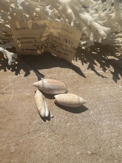 Oliva australis Trio with 1969 Documentation – Vintage Display Shells
