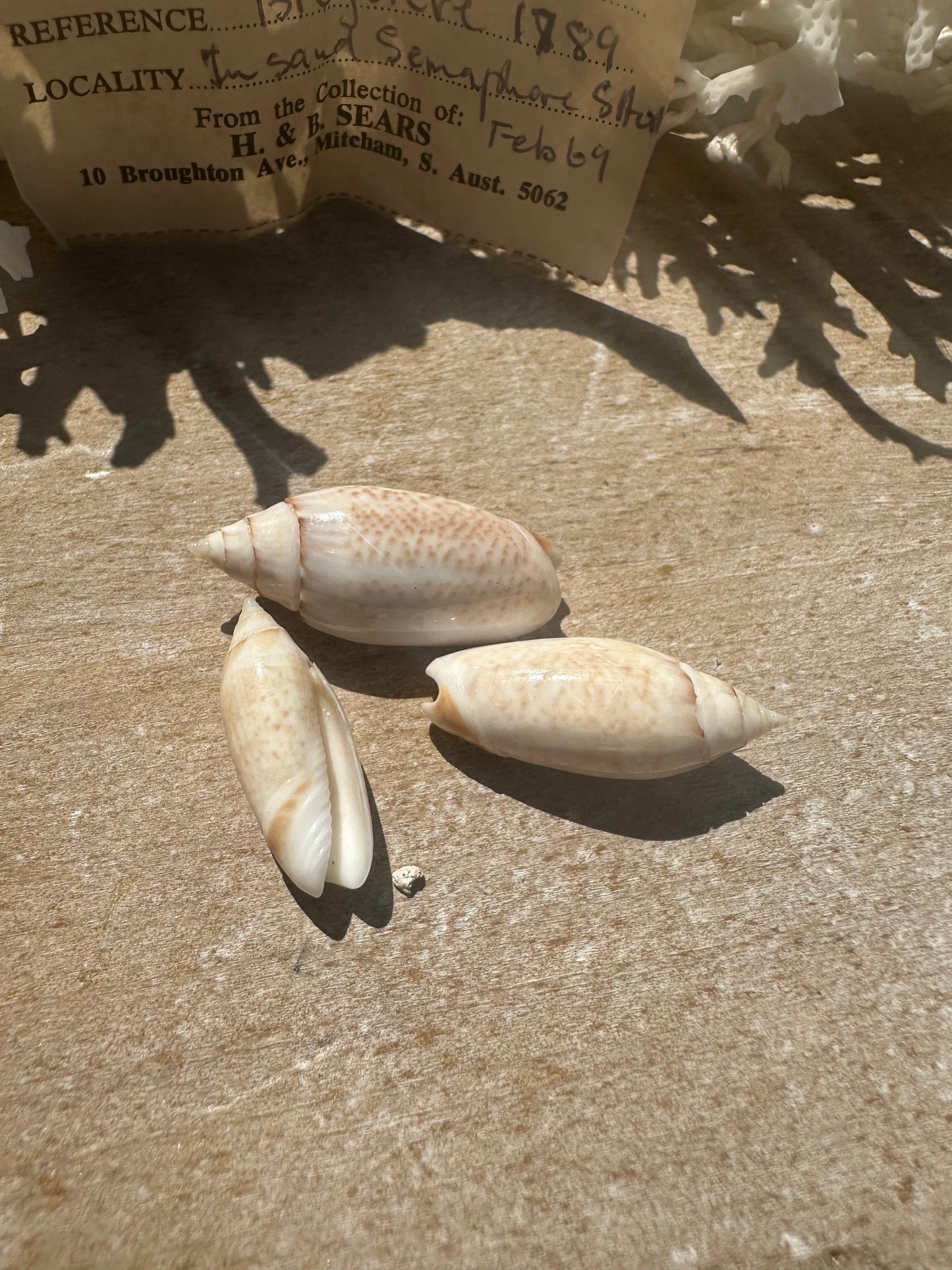 Oliva australis Trio with 1969 Documentation – Vintage Display Shells
