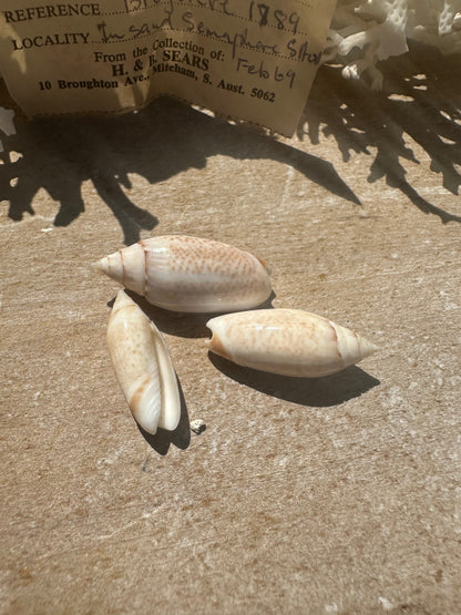 Oliva australis Trio with 1969 Documentation – Vintage Display Shells