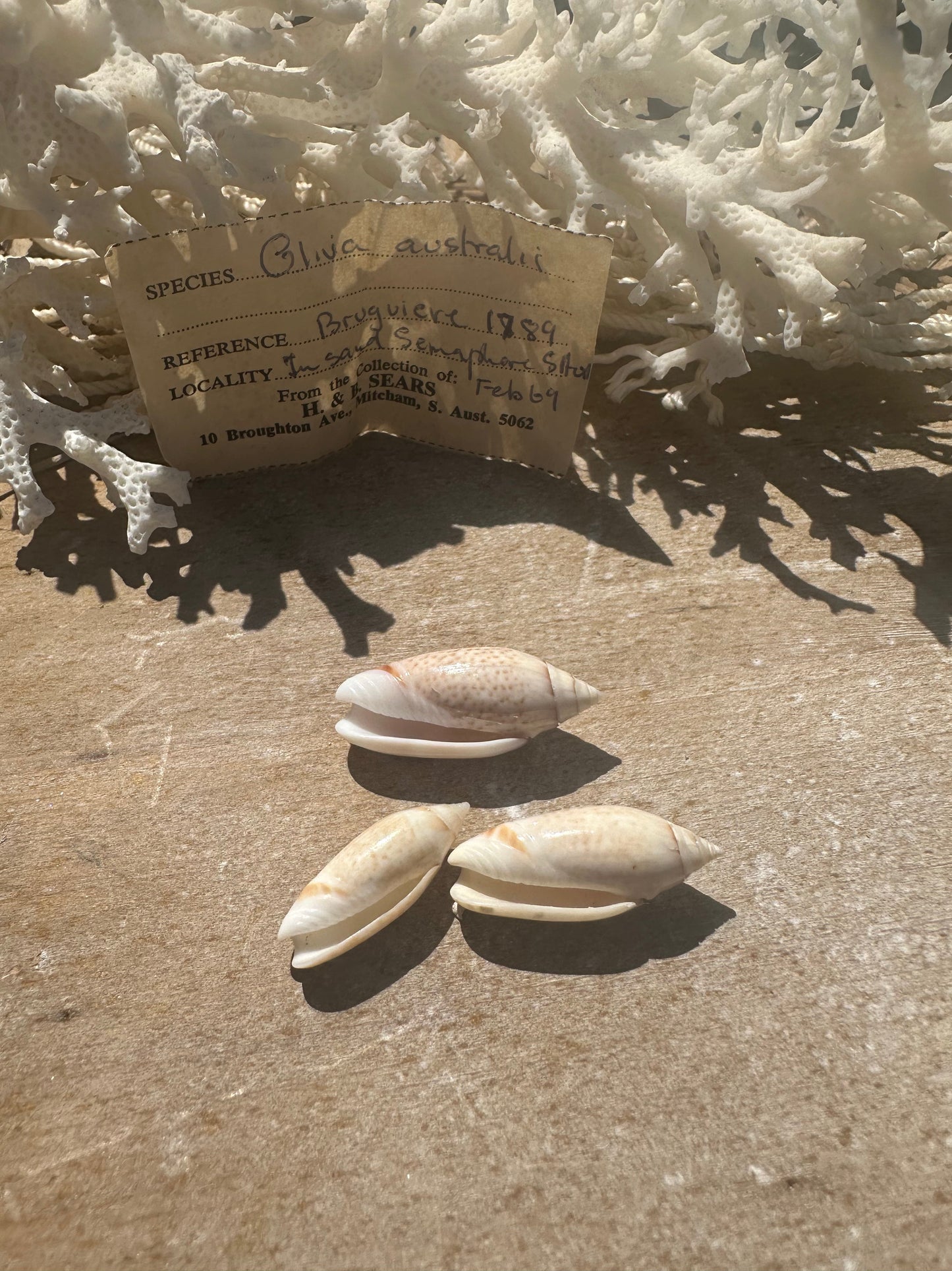 Oliva australis Trio with 1969 Documentation – Vintage Display Shells
