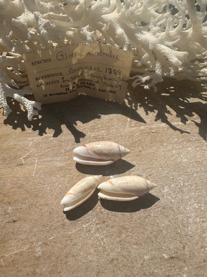 Oliva australis Trio with 1969 Documentation – Vintage Display Shells