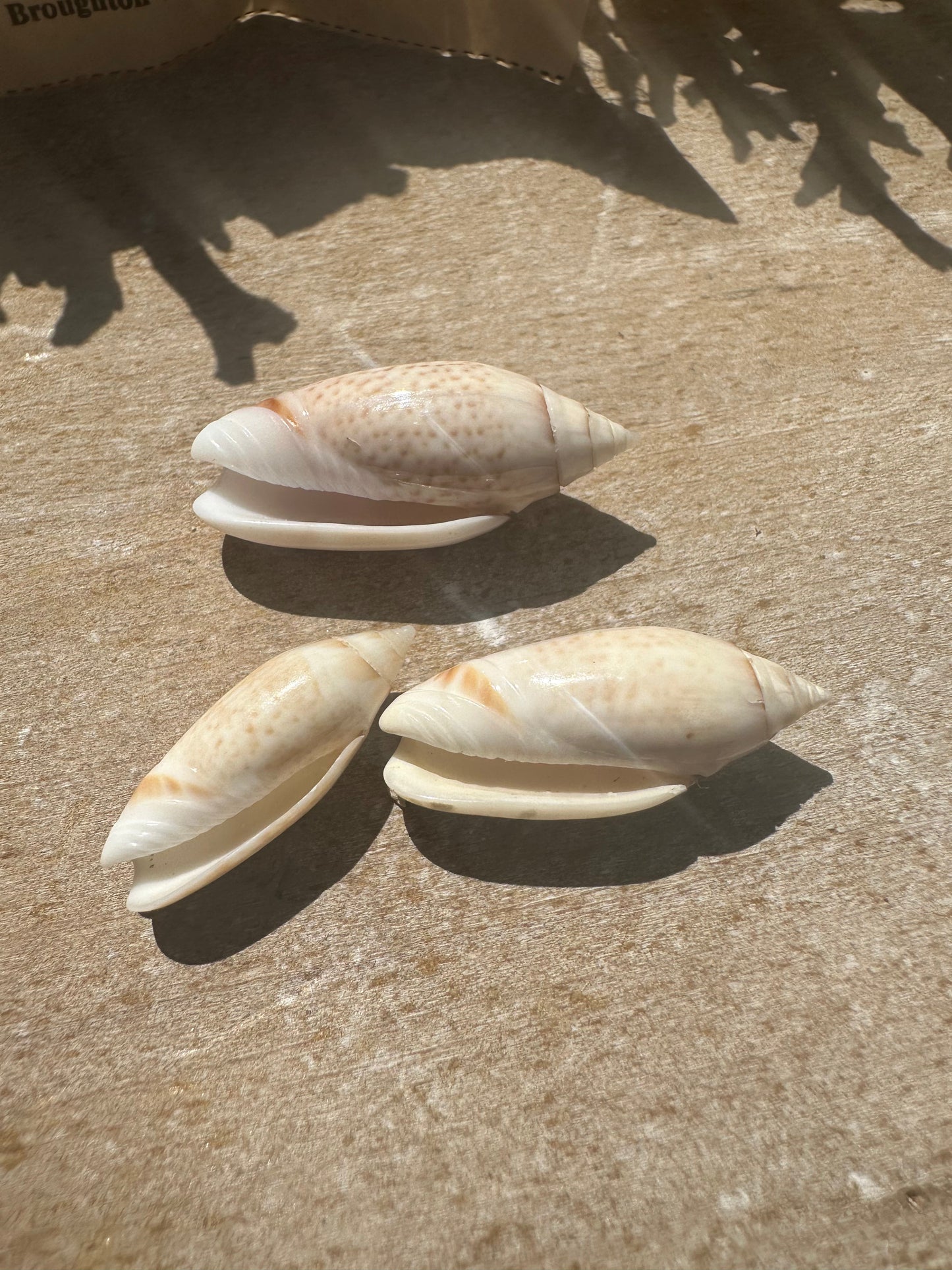 Oliva australis Trio with 1969 Documentation – Vintage Display Shells