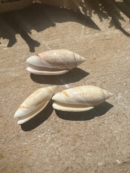 Oliva australis Trio with 1969 Documentation – Vintage Display Shells