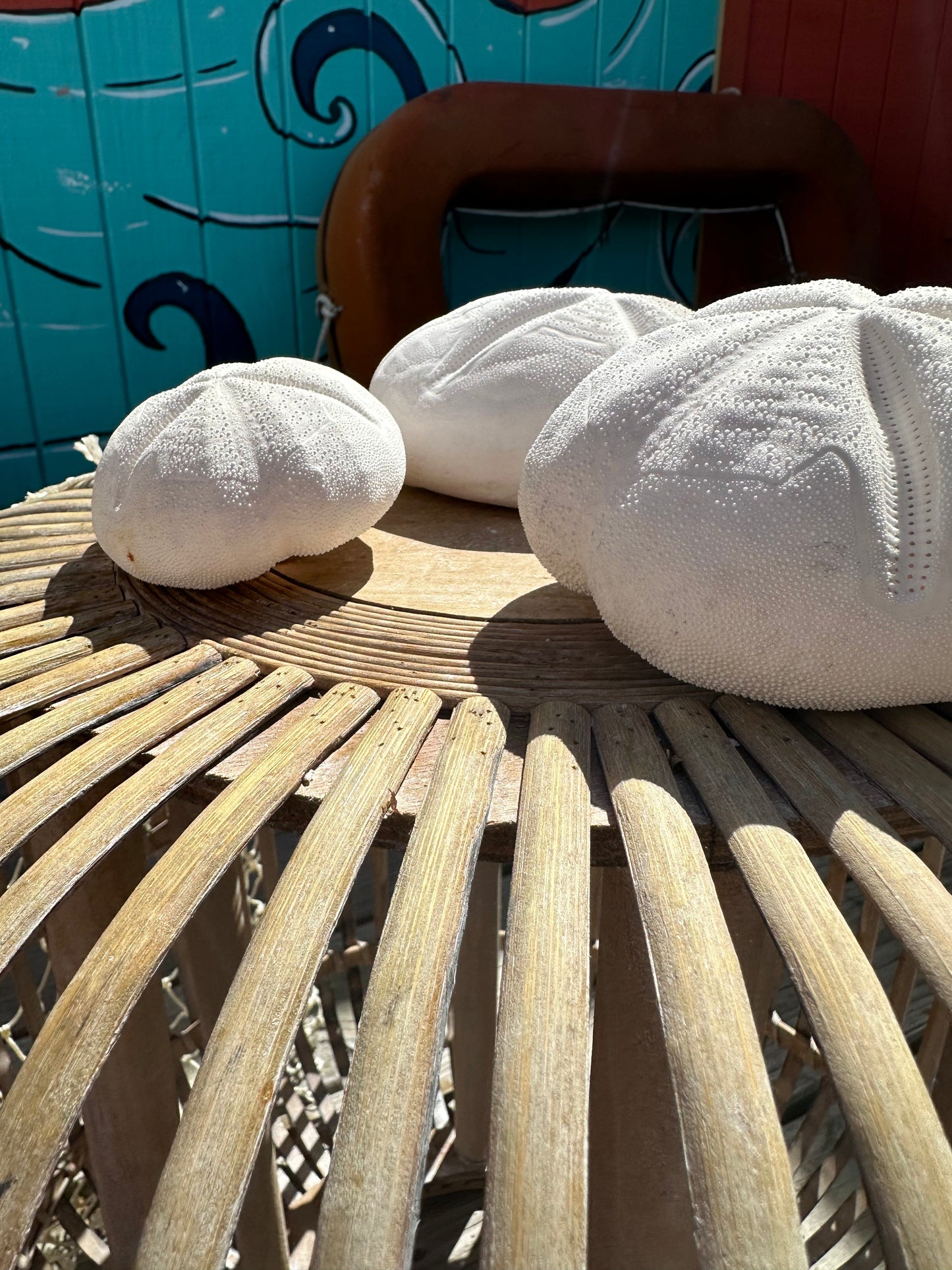 Metalia spatagus Sea Gopher Urchin