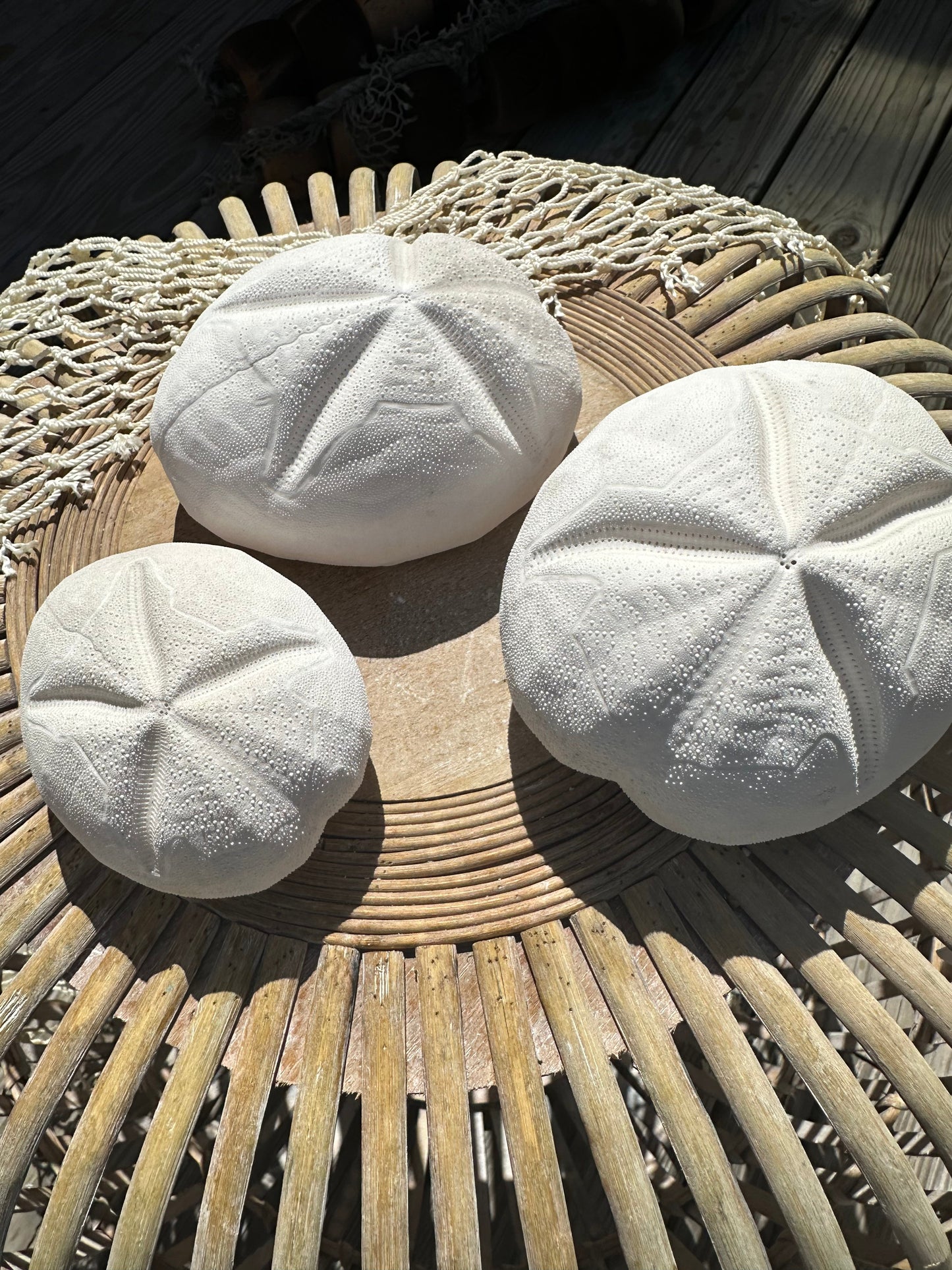 Metalia spatagus Sea Gopher Urchin