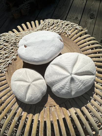 Metalia spatagus Sea Gopher Urchin