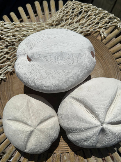 Metalia spatagus Sea Gopher Urchin