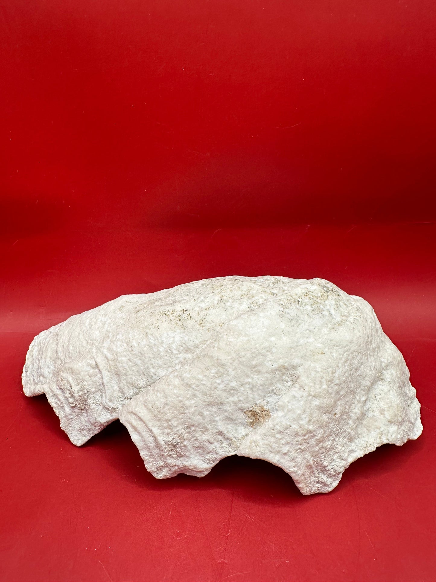 Fossilized Derasa Clam Shell Half – 6x4"