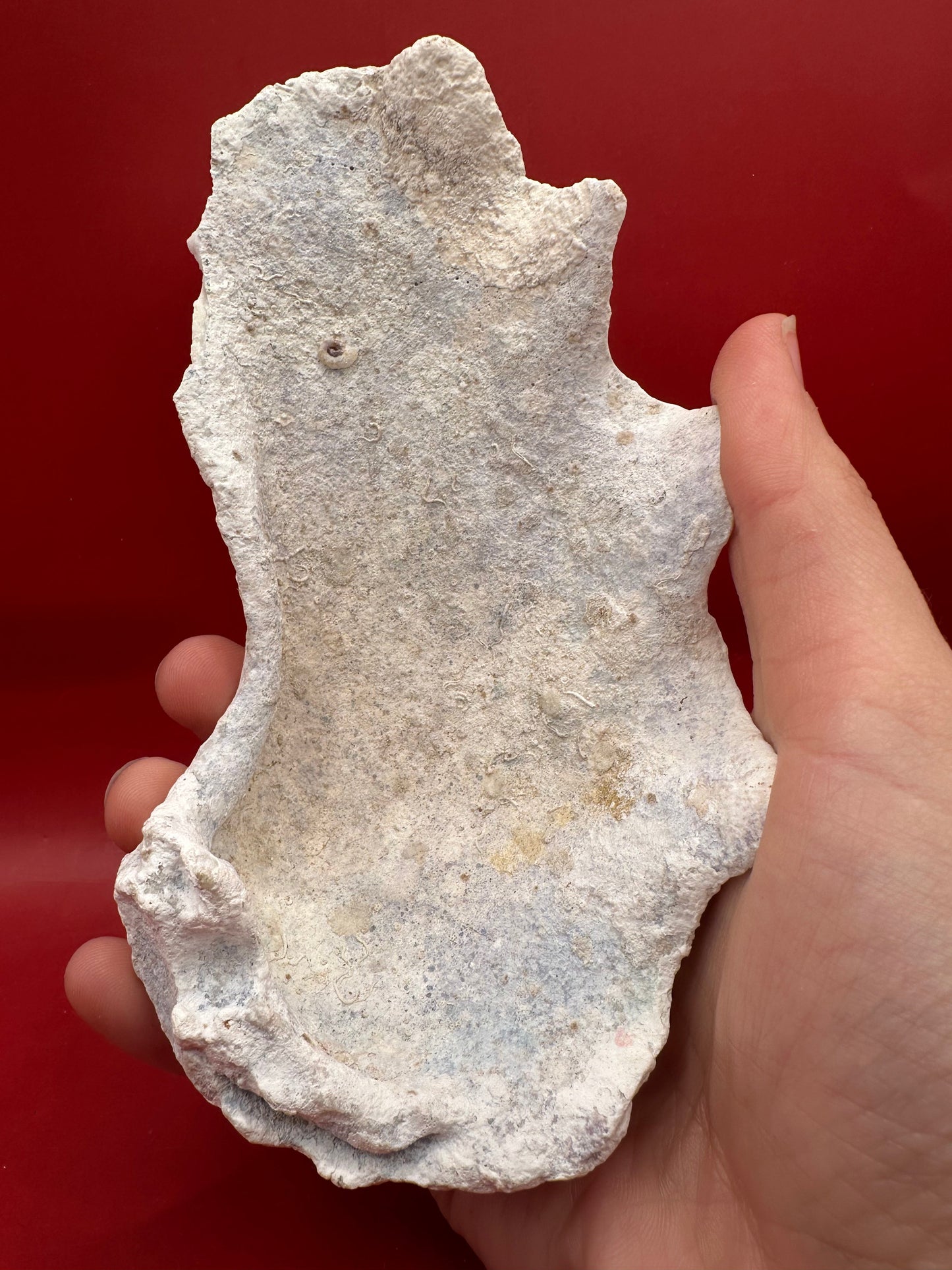 Fossilized Derasa Clam Shell Half – 6x4"