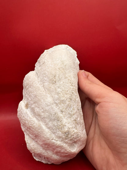 Fossilized Derasa Clam Shell Half – 6x4"