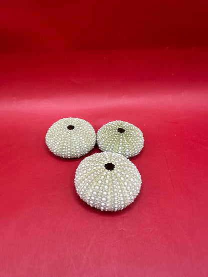 Mexican Green Urchin (Lytechinus variegatus) – 1–2"