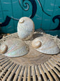 Pearl Abalone Shell